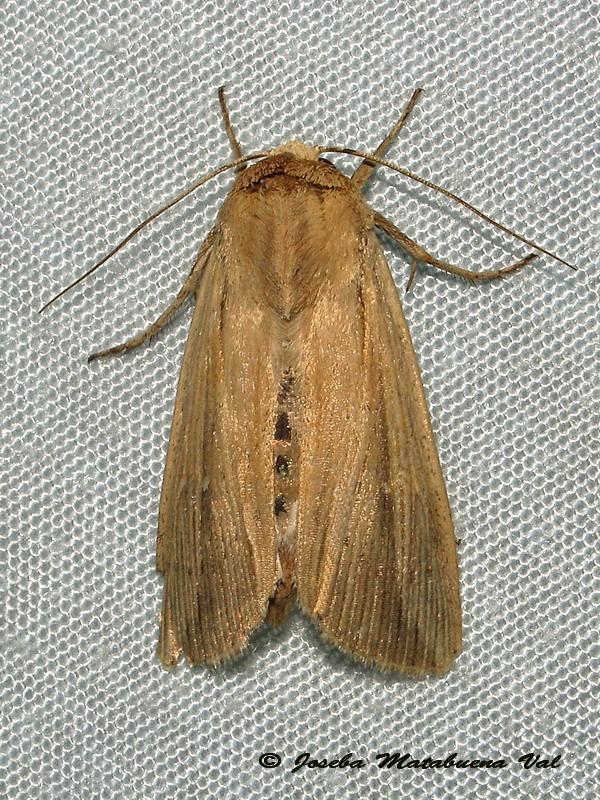 Leucania (Acantholeucania) loreyi (Noctuidae) ? S